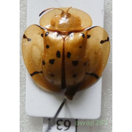 Cassidae sp. Philippines63d